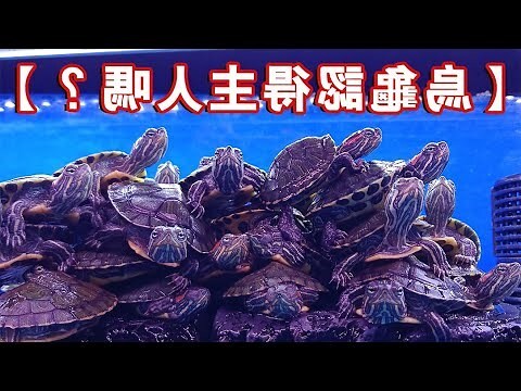 烏龜可以 只養一隻 嗎